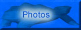 Foto - Pictures - Photos