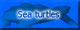 Sea turtles