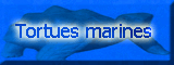 Tortues marines